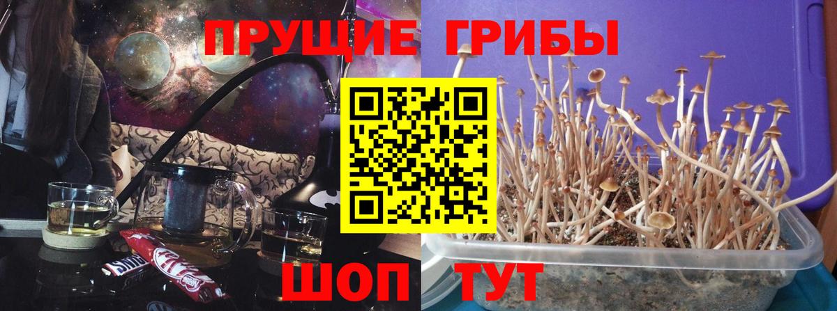 Коркино  Псилоцибиновые грибы Cubensis  Вход с VPN 